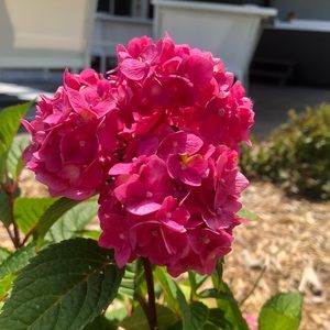 Meet your Posher, Ella